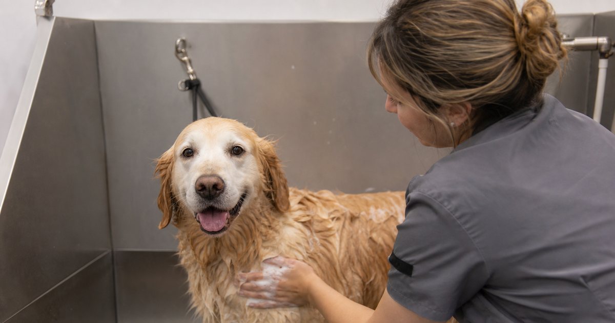 What Should a Groomer Do When a Dog's Rabies Vaccine Has Lapsed?
