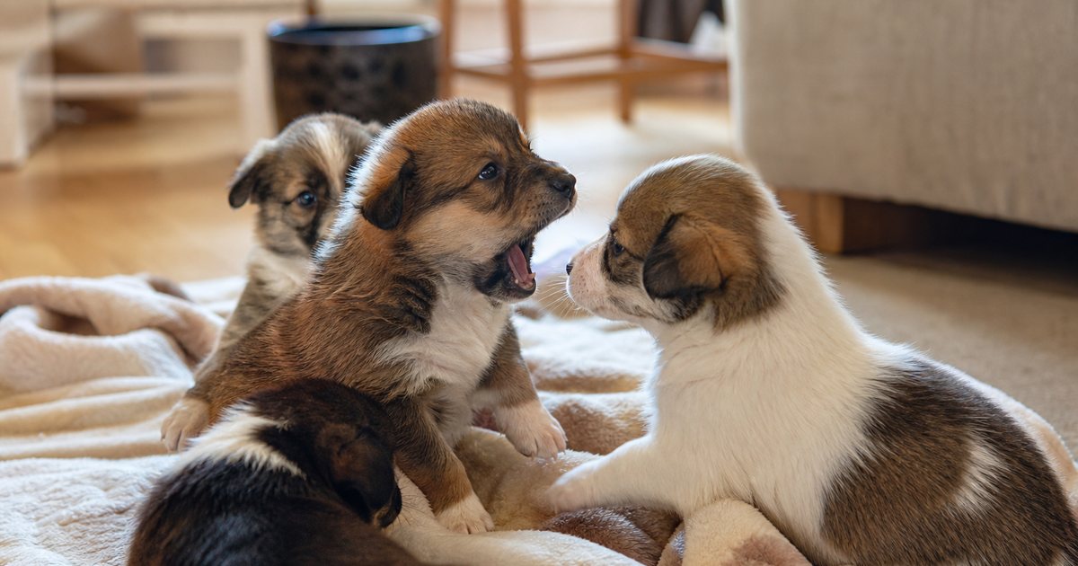 When Should Puppies and Kittens Get Their First Round of Core Vaccines?